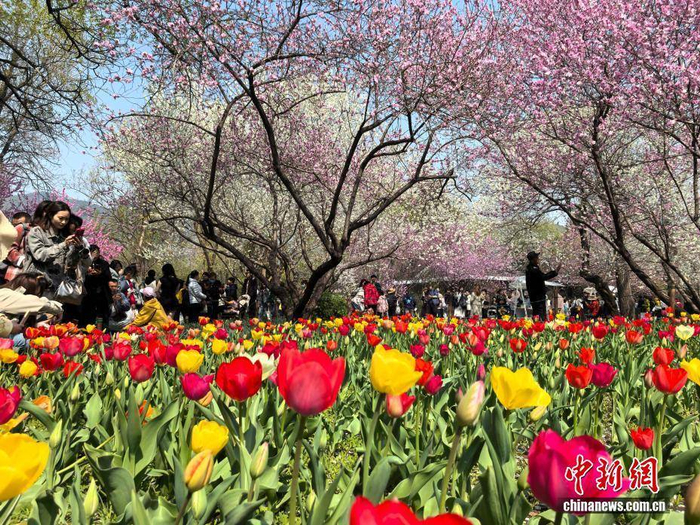 4月4日，清明假期首日，市民在国家植物园踏青赏景，乐享假日美好时光。中新社记者 赵隽 摄