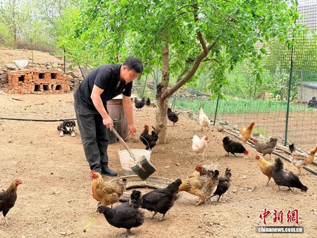图为张立杰拾掇鸡舍。张静 摄