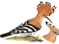 戴胜 - Eurasian Hoopoe - Upupa epops - 懂鸟 - 鸟类图片鸣声识别与资讯