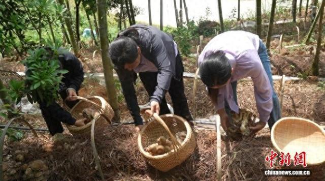 村民采摘玉龙菇。双牌县委宣传部供图