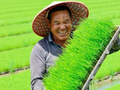 安徽休宁：初夏育秧忙