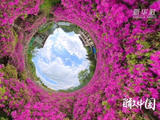 伴随郝熠然歌声看多彩杜鹃花点亮山野