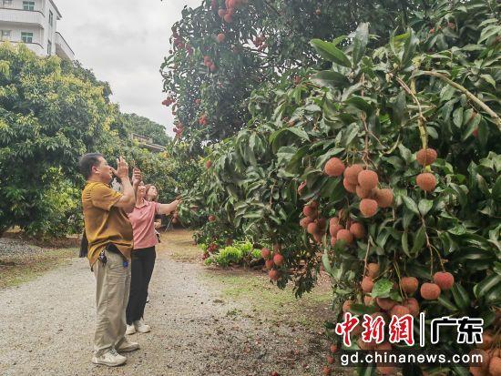 游客在果园采摘荔枝。梁盛 摄