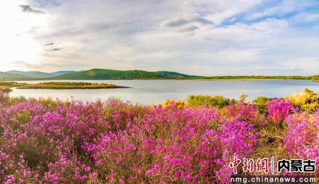 图为阿尔山杜鹃花开满湖畔。 阿尔山市委宣传部供图