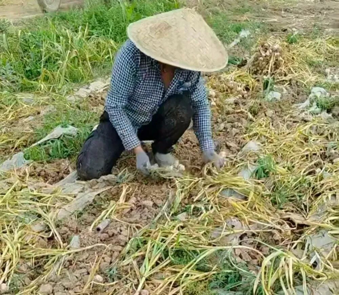 ▲5月17日，在郑州中牟县万滩镇新毛庄村，周丽的家人正在地里挖蒜。受访者供图