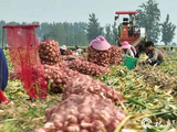 免费抽蒜薹=滞销？官方回应