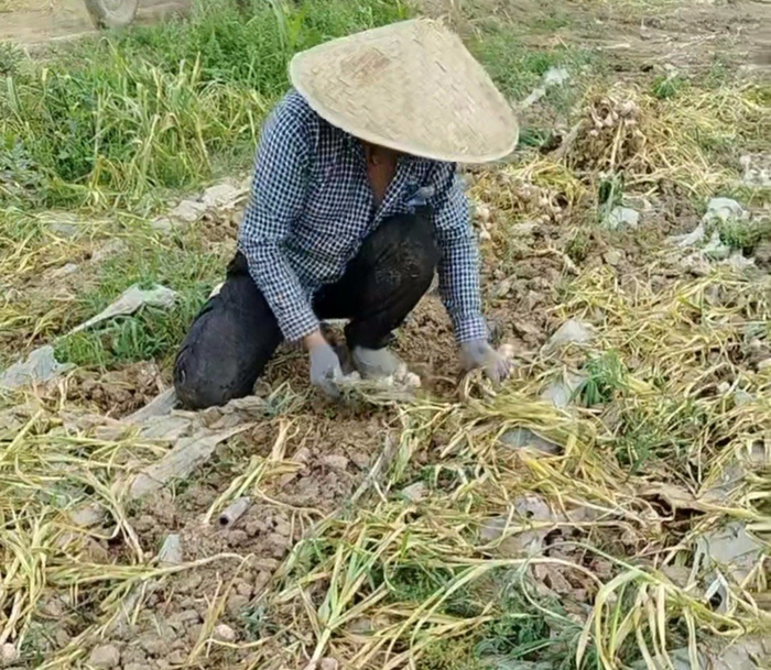 5月17日，在郑州中牟县万滩镇新毛庄村，周丽的家人正在地里挖蒜。受访者供图