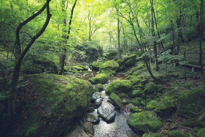 牛背梁森林公园 图片来源：秦岭生态环境保护网