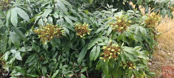 在泸州市合江县荔江镇花桂村，种植大户文俊杰的妃子笑进入膨果期。