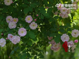 川川和你说晚安
