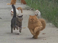 大橘猫直接撞飞对手！
