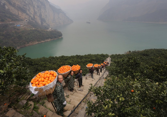 2019年1月，贺新隆和村民背柑橘下山。李风 图