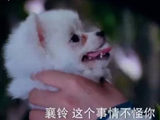 电视剧中的狐狸全是萨摩耶冒充的,只有这部剧,用了“真狐狸”