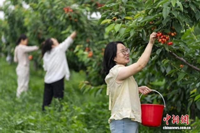 5月19日，在山西省万荣县通化镇的小米樱桃园里，市民正在采摘成熟的樱桃。兰立强 摄