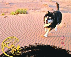　　狼兄是狼是犬？