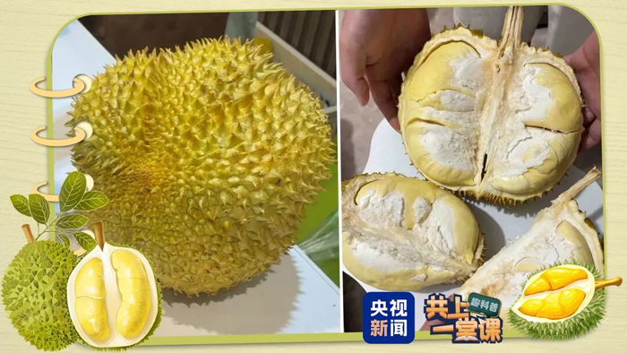 形状饱满 颜色稍黄