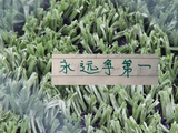 第13轮中超传球成功率前5都没有赢！
