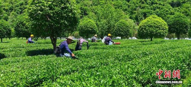 安康大力发展抹茶产业。安康市委宣传部供图