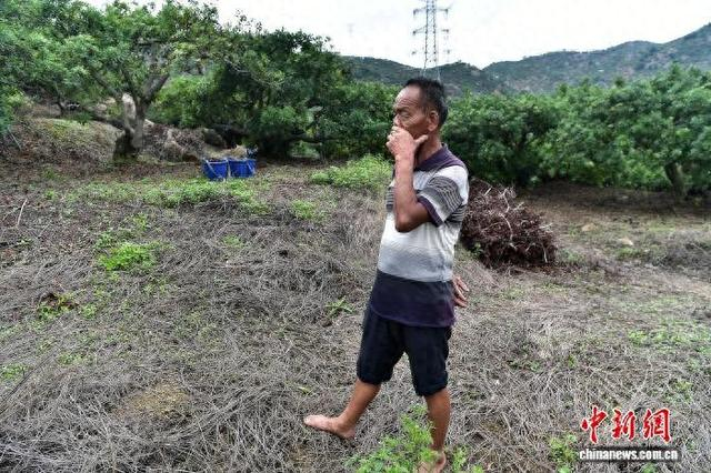 图为5月21日，漳州市龙海区浮宫镇，76岁的果农高旺来面对杨梅价格暴跌十分无奈。 中新网记者 张斌 摄