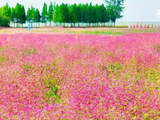 伴随郝熠然歌声赏粉色花海