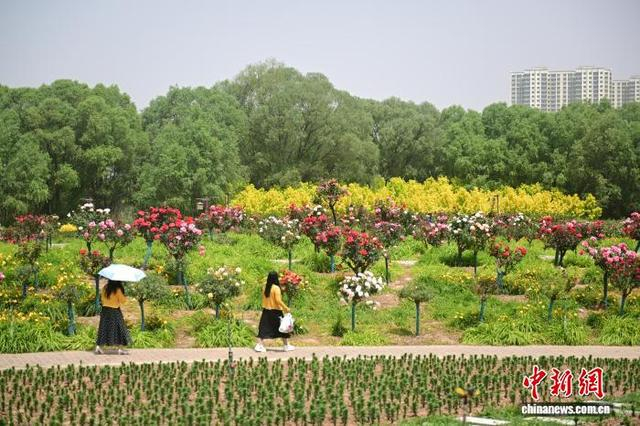 5月22日，在位于甘肃省临夏回族自治州永靖县，游人走过黄河花堤。中新社记者 李亚龙 摄