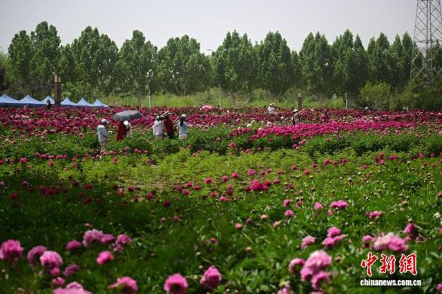 5月22日，在位于甘肃省临夏回族自治州永靖县黄河花堤，游人拍摄鲜花。中新社记者 李亚龙 摄