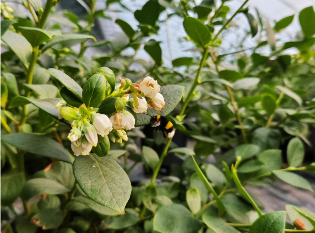 2026年5月13日，伊春友好蓝莓基地蓝莓种植棚内，蜜蜂正在授粉。新华社记者 王祚 摄