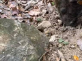自带寻笋雷达！家养野猪变身挖笋得力帮手，为主人每年创收12万元