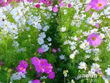 周深献唱《小美满》治愈五月夏安