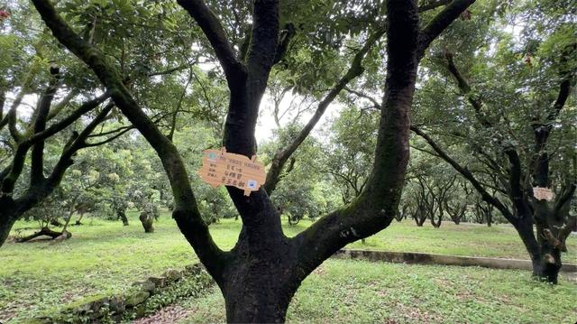 京东与贡园定制包销的荔枝树