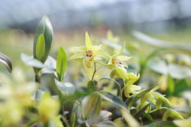 广南凌垭生态石斛有机种植昔板基地的铁皮石斛。刘晓泉摄