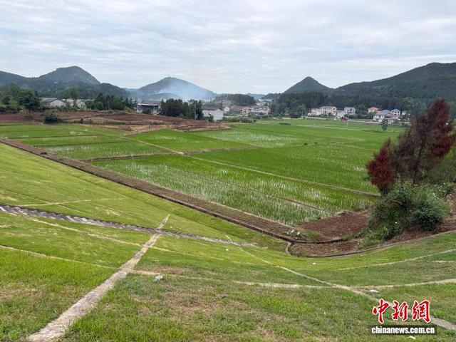武引灌区内，南充市南部县双佛镇西山坝村水田。记者 何浠 摄