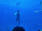 吴磊水族馆化身男美人鱼宣传新作