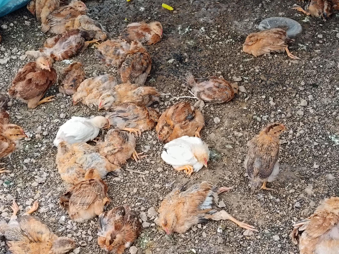 死亡的鸡苗。受访者供图