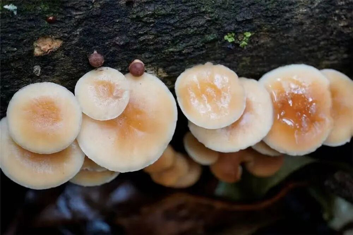 野生香菇 赵紫丹 摄