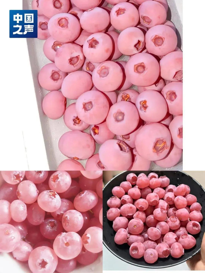 网传“粉红蓝莓”实际为P图（图源：中国之声）