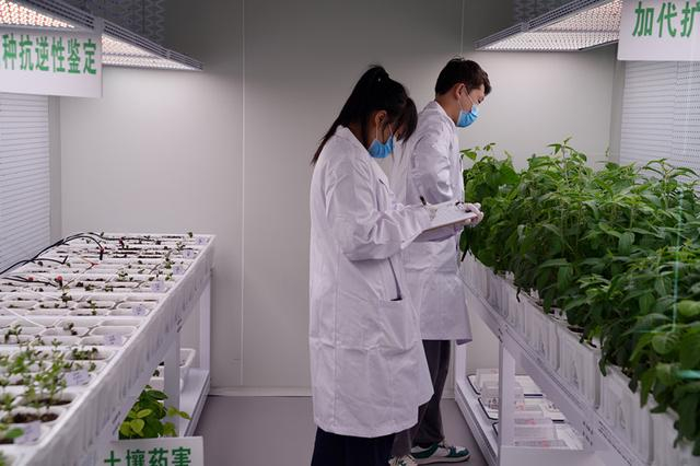 以AI智能、大数据、信息化技术为核心支撑的科右前旗智慧农业云服务中心内，科研人员正在记录实验数据。记者 高敏娜 摄