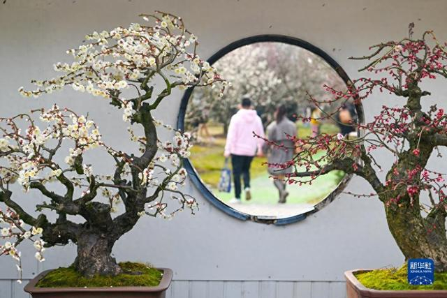 游客在江苏省第二十七届苏州太湖梅花节香雪海梅花盆景展上欣赏梅花。 资料图：新华社 
