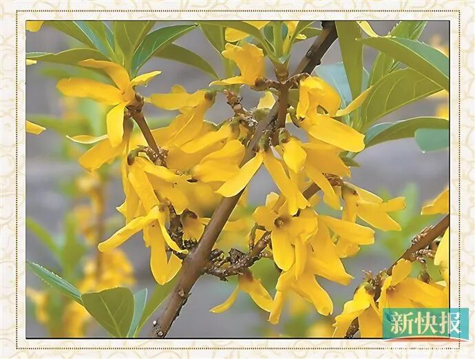 ■开黄花的中药材连翘。（资料图）