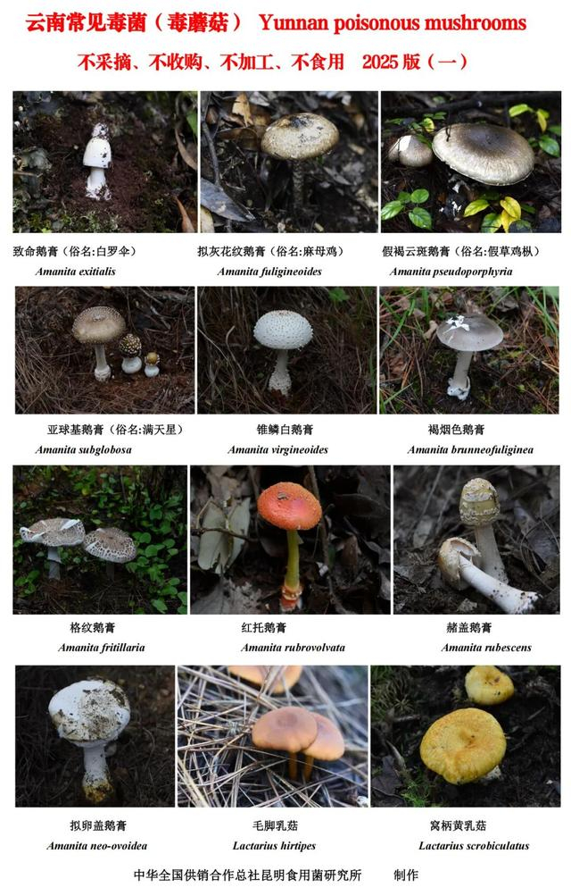 2025版云南常见毒菌图鉴（一） 云南省供销合作社 供图