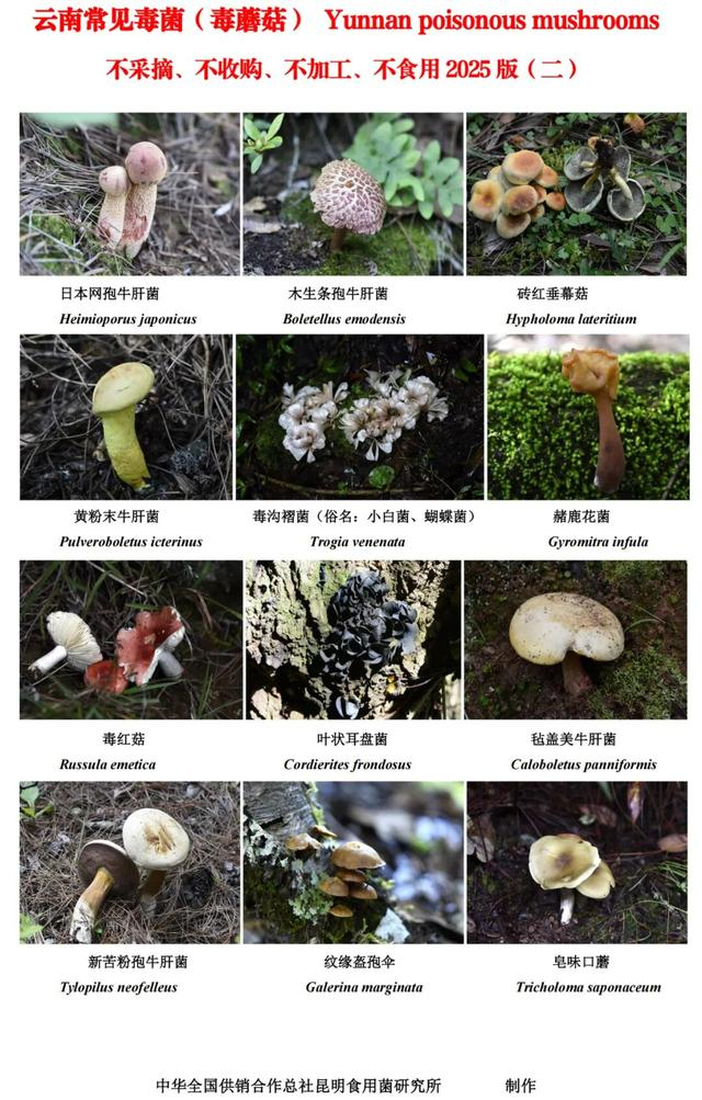 2025版云南常见毒菌图鉴（二）云南省供销合作社 供图