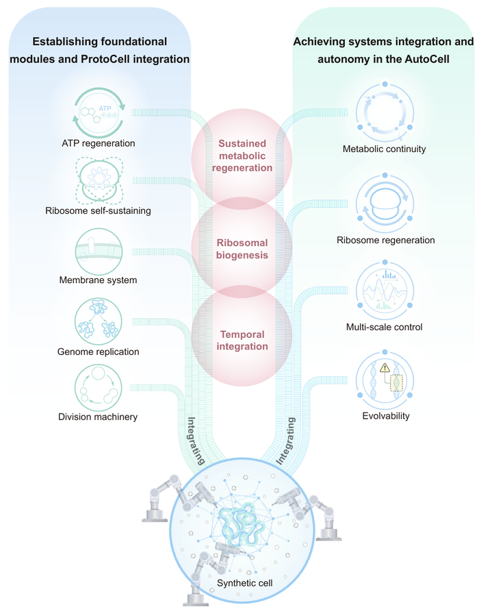图丨亚洲合成细胞技术路线图的 10 年计划（来源：Nature Biotechnology）