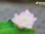 南京玄武湖首批荷花初绽，王一博歌曲伴赏