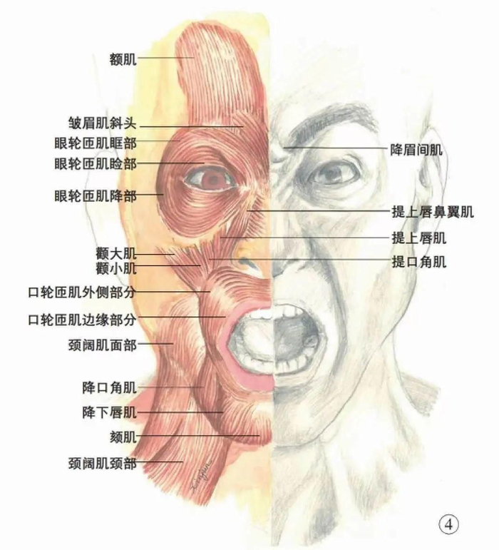 面部肌肉结构图|图源：《面颈部分区及其局部结构解剖学：面颈部软组织层次》