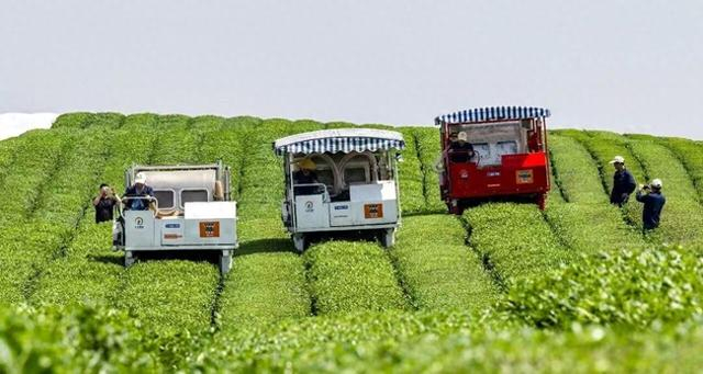 浙江省金华市万亩茶园里，茶农在进行抹茶鲜叶机械化采摘。胡肖飞摄