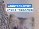 云旗歌声中的蓬勃生命力