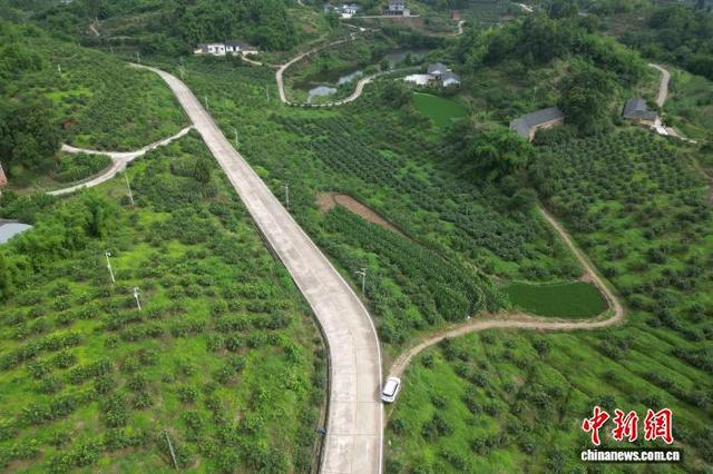 图为重庆市永川区板桥镇通明村花椒基地。刘世琰 摄