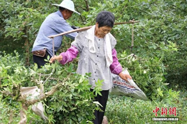 图为农民采摘、运送花椒。黄蓝 摄