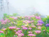 上海绣球花盛放共青森林公园青浦东厍村化身梦幻花海