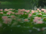 西湖茅家埠粉睡莲绽放，成毅歌声伴清晨